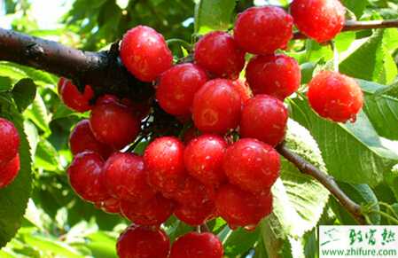 種櫻桃的溫室栽培經(jīng)驗(yàn)