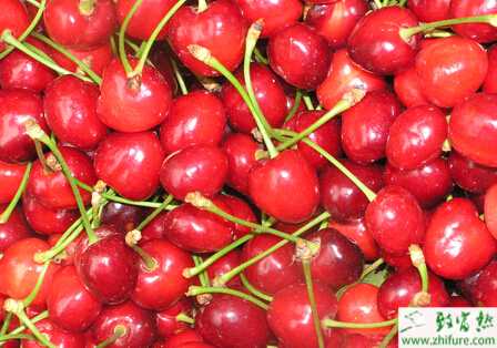 種無公害櫻桃施肥四法