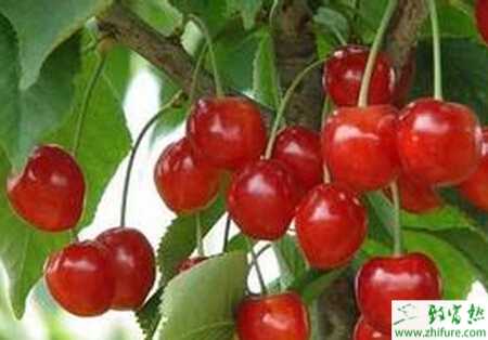 種櫻桃樹(shù)夏剪注意要點(diǎn)