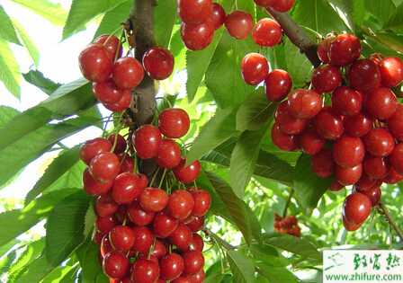 種櫻桃木腐病的防治