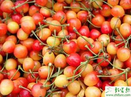 種櫻桃如何進行更有效的田間管理