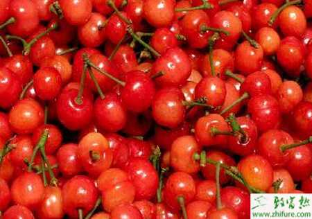 種棚室櫻桃越夏管理措施