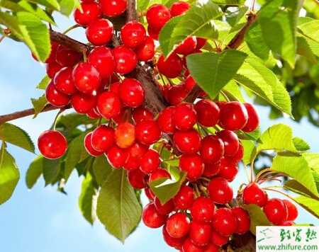 種櫻桃噴肥技術