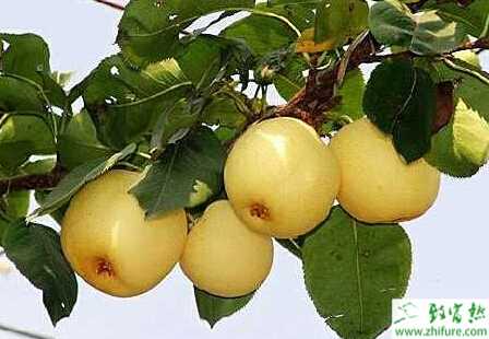 種梨樹之怎樣識別梨樹的蝽象