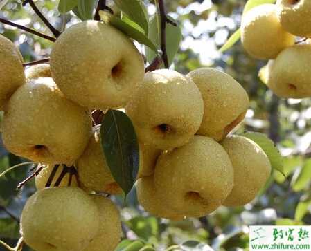 種梨樹冬季修剪技術的要點