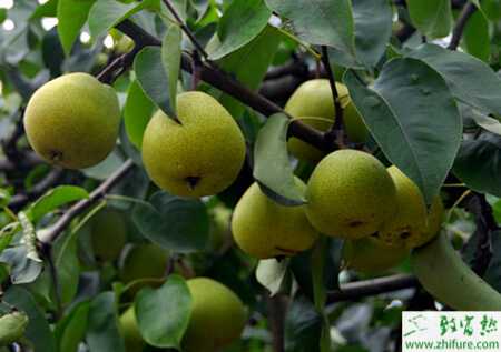 種梨樹之六至七月梨樹如何管