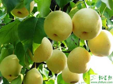 種梨樹休眠期管理技巧