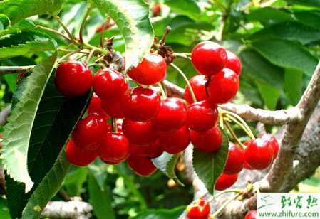 種櫻桃樹冬季休眠期病蟲害的防治