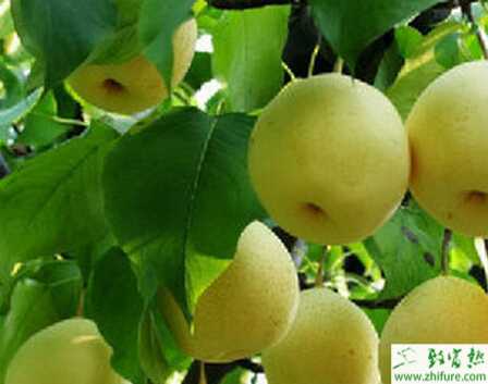 種梨樹人工授粉的關鍵技術