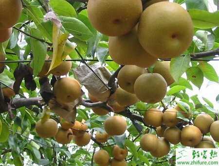 種梨樹之巧治梨樹金龜子