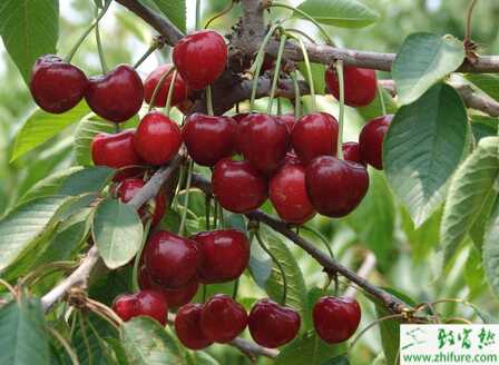 種櫻桃采后管理技術(shù)要點(diǎn)