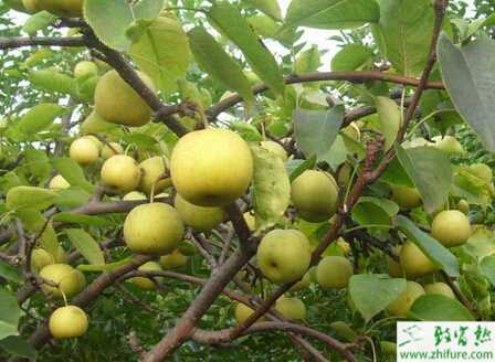 種梨樹的早春管理經驗