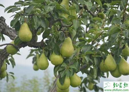 種梨樹改接后豐產有六招