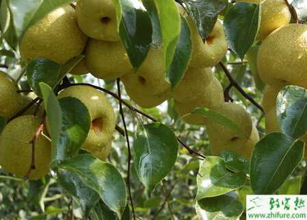 種梨樹開返花的原因及控制方法