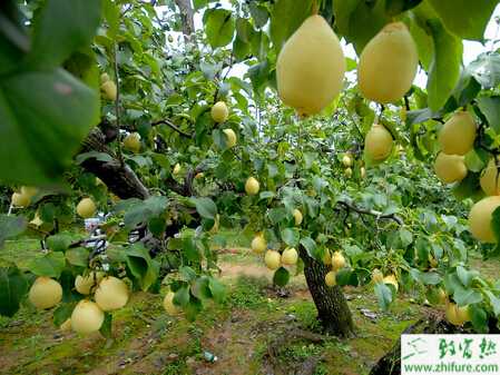 種梨樹秋季高接換頭技術