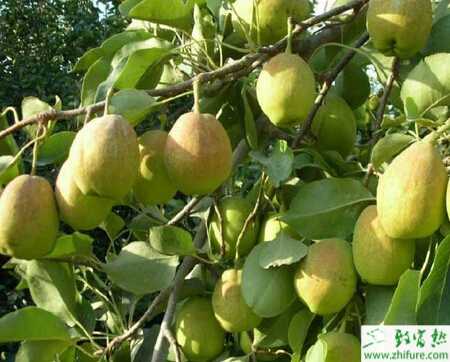 種梨樹施用沼肥效果好