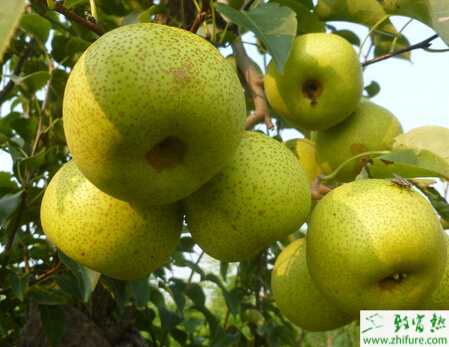種梨樹豐產重在花管