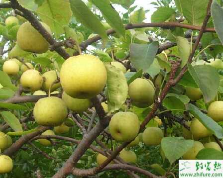 種梨樹盛果后期及衰老期的管理