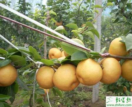 種梨樹上的介殼蟲的防治