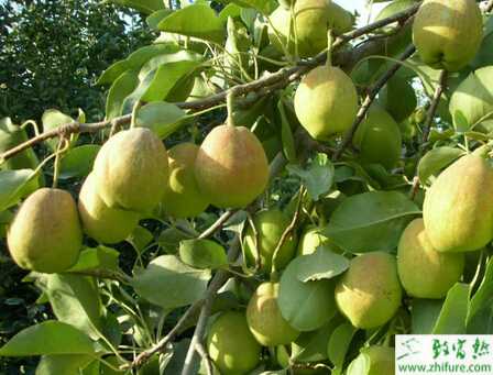 種梨樹不結果的技術措施