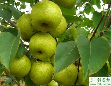 種梨樹引種四注意