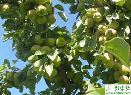 種梨樹銀葉病的防治