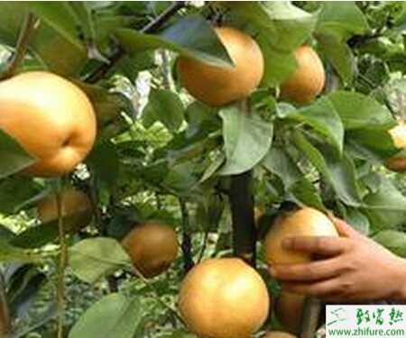 怎樣提高梨樹坐果率的措施
