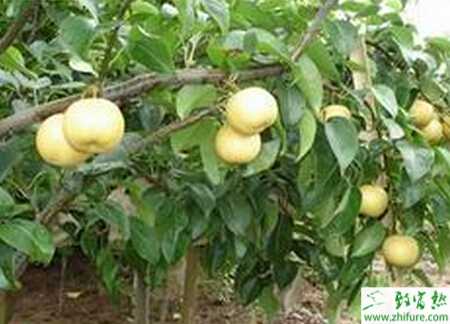 種梨樹花期預防倒春寒