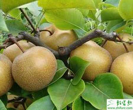 種梨樹之如何確定梨樹合理負載量