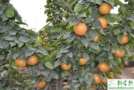 種梨樹春季防蟲害