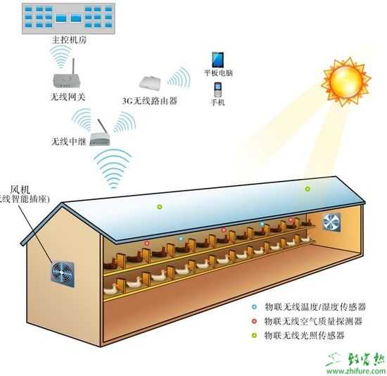 現代化散養雞場、放養雞場、地下養雞場怎么設計？