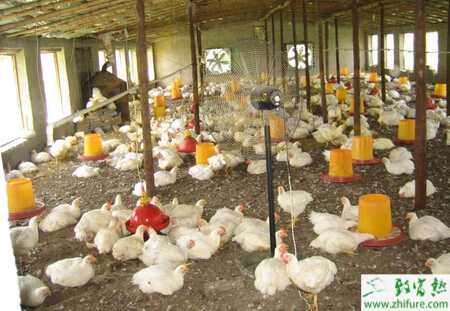 發酵床養雞及發酵床養雞菌種怎么選