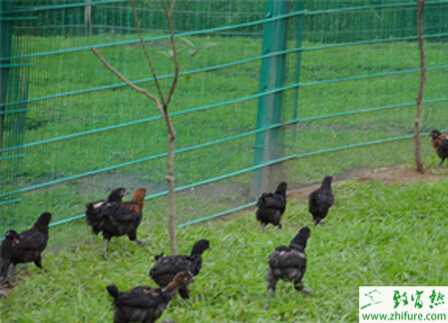 散養雞用圍網怎么選擇？