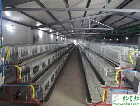 自動化養雞設備是什么？怎么組成？
