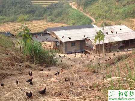 散養雞舍怎么建造和設計？