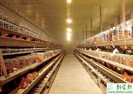 養雞場投資大概在多少錢？