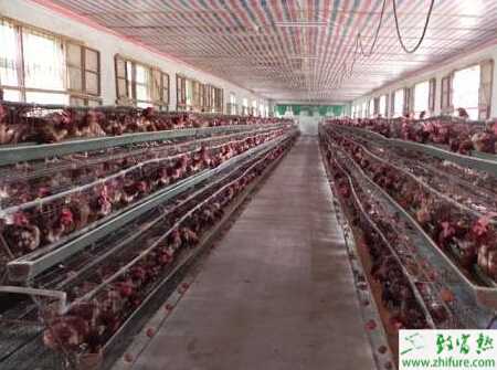 現代化養雞場有些什么設備？