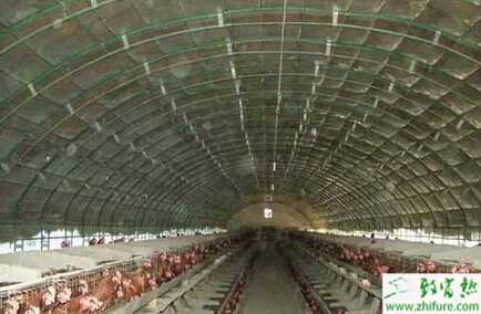新式養雞大棚怎么設計和優勢是什么？