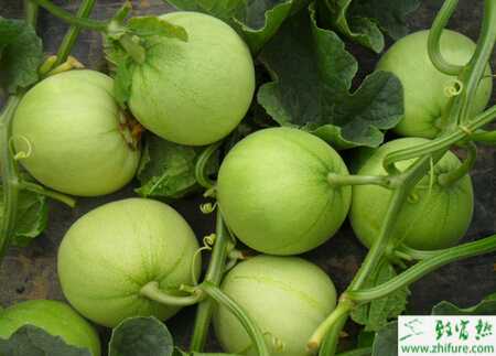 香瓜白粉病該怎么防治