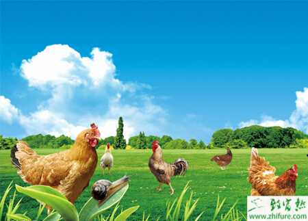 養雞的最常見方法都有哪些？