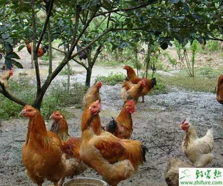 樹林養(yǎng)雞的怎么養(yǎng)？要注意哪些問題？
