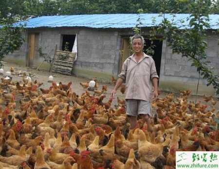 開辦一個小型養(yǎng)雞場的分析，養(yǎng)雞為什么不賺錢？