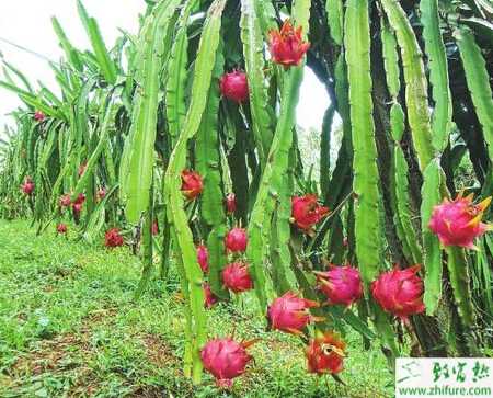 火龍果的完善全套種植技術