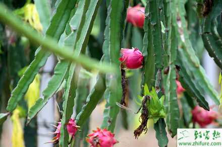 火龍果要怎樣整形修剪和灌溉排水