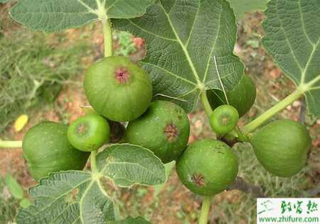 無花果塑膜棚桿插育苗有方法