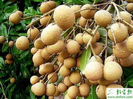 龍眼得癭螨之后怎么辦