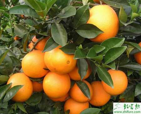 臍橙進行保花保果五步曲