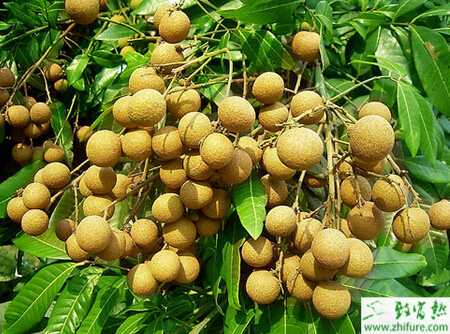 確定秋梢為龍眼主要結(jié)果母枝的重要性