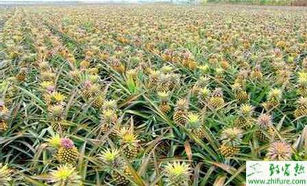 菠蘿園的施肥和土壤管理