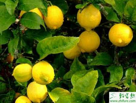 檸檬該怎么貯藏及防病